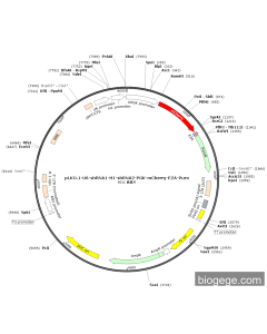 pLKO.1-U6-shRNA1-H1-shRNA2-PGK-mCherry-E2A-Puro