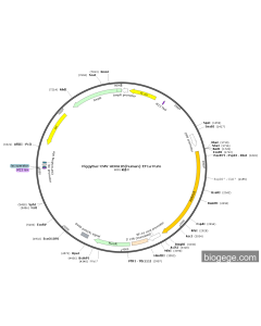 PiggyBac-CMV-ADRA1B(human)-EF1a-Puro