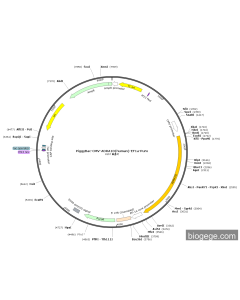 PiggyBac-CMV-ADRA1D(human)-EF1a-Puro