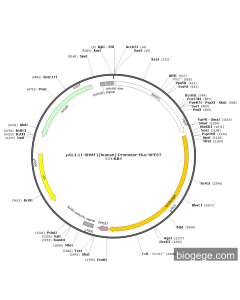 pGL4.11-SHMT1(human)-Promoter-Fluc-hPEST
