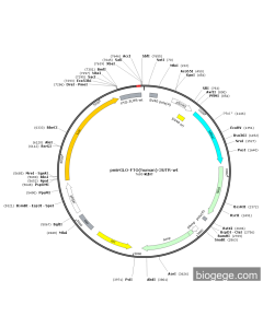 pmirGLO-FTO(human)-3UTR-wt