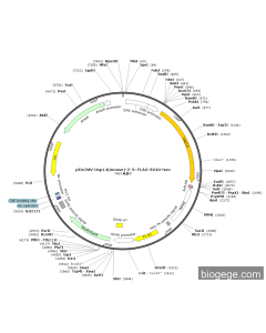 pEnCMV-Usp14(mouse)-2-3×FLAG-SV40-Neo