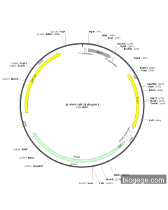 pL4440-ubl-5(elegans)