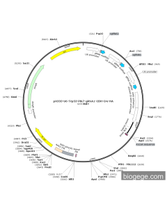 pX333-U6-Trp53-Ptk7-gRNA1-CBH-Cre-HA