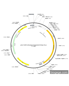 pGL3-G6PC1(human)-Promoter(531bp)-Fluc
