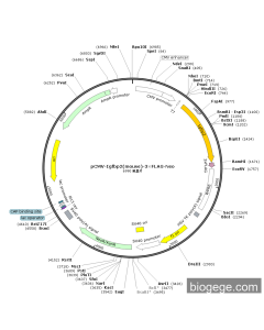 pCMV-Igfbp2(mouse)-3×FLAG-Neo