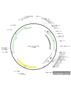 pUC57-FRT-Gen-FRT
