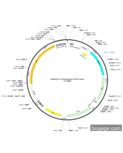 pmirGLO-FTO(human)-3UTR-mut