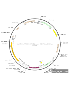 pLVX-TetOne-TRE3GS-KIAA1328(human)-hPGK-TetOne-SV40-Puro