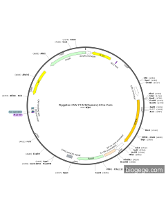 PiggyBac-CMV-PTAFR(human)-EF1a-Puro