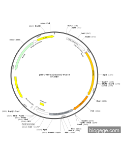 pBiFC-PDHA1(mouse)-VN173