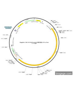 PiggyBac-CMV-SCN5A(human)(2synonymous mutations)-EF1a-Puro