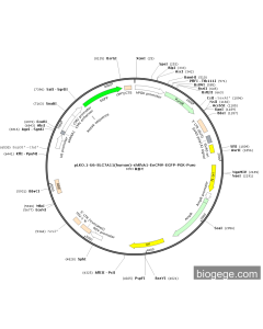 pLKO.1-U6-SLC7A11(human)-shRNA1-EnCMV-EGFP-PGK-Puro