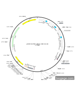 pX333-U6-Ptk7-gRNA1-CBH-Cre-HA