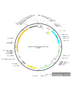 pmirGLO-BRAF(human)-3UTR-mut