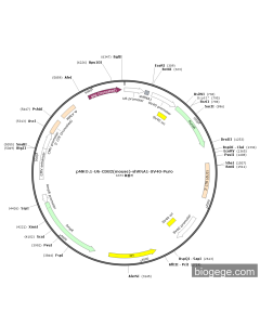 pMKO.1-U6-CD82(mouse)-shRNA1-SV40-Puro