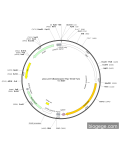 pGL4.18-GBA(mouse)-Fluc-SV40-Neo