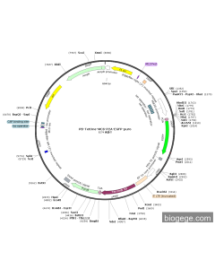 PB-TetOne-MCS-P2A-EGFP-puro