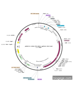 pBUE411-AtU6-FPA-BRI1-sgRNA1-Ubi-Cas9