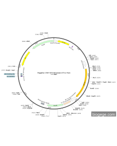 PiggyBac-CMV-NPY1R(human)-EF1a-Puro