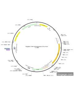 PiggyBac-CMV-HTR1B(human)-EF1a-Puro