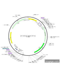 pH1-NICD(rat)-shRNA2-GFP-Neo