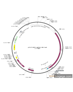 pTX172-BRI1-sgRNA1-UBI-Cas9
