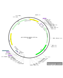 pH1-NICD(rat)-shRNA1-GFP-Neo
