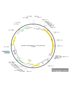 pEnCMV-NOX4(human)-5-3×FLAG-SV40-Neo
