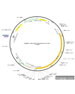 PiggyBac-CMV-GUCY2C(human)-EF1a-Puro