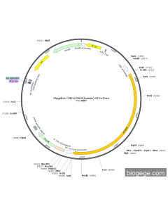 PiggyBac-CMV-KCNH2(human)-EF1a-Puro