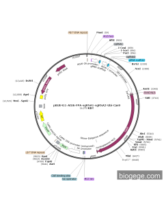 pBUE411-AtU6-FPA-sgRNA1-sgRNA2-Ubi-Cas9