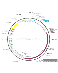 pHSN501-AtU6-BRI1-sgRNA1-sgRNA2-35S-Cas9