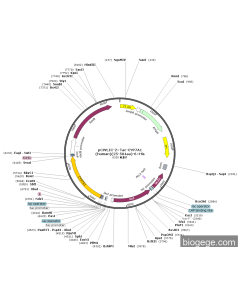 pCWLIC-2×Tac-CYP7A1(human)(25-504aa)-6×His