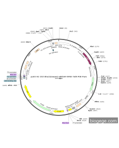 pLKO-H1-2O2-Dhx15(mouse)-shRNA4-hPGK-TetR-PGK-Puro