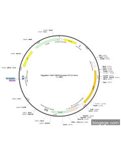 PiggyBac-CMV-HRH2(human)-EF1a-Puro
