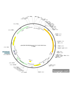pEnCMV-PFKFB3(human)-8-3×FLAG-SV40-Neo