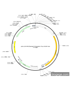 pGL4.20-MYC(human)-Promoter1-Fluc-SV40-Neo