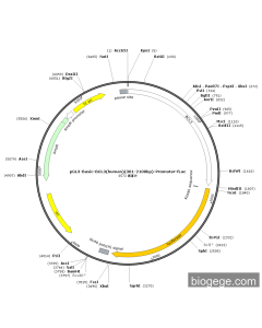 pGL3-Basic-BCL3(human)(301-2100bp)-Promoter-Fluc