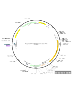 PiggyBac-CMV-CHRM1(human)-EF1a-Puro