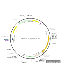 PiggyBac-CMV-HTR1A(human)-EF1a-Puro