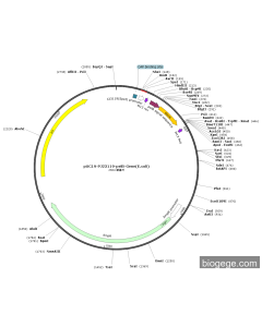 pUC19-PJ23119-pelB-Gene(E.coli)