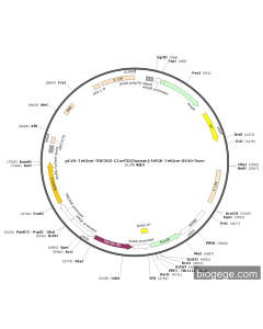pLVX-TetOne-TRE3GS-C1orf35(human)-hPGK-TetOne-SV40-Puro