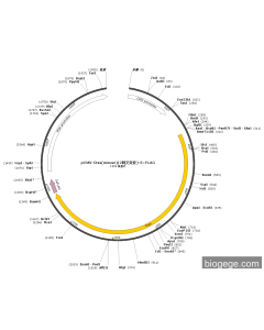 pCMV-Ctss(mouse)(2synonymous mutations)-3×FLAG