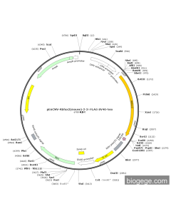 pEnCMV-Rbfox2(mouse)-2-3×FLAG-SV40-Neo