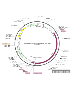 pHSN6A01-AtU6-ALKBH10B-sgRNA1-35S-Cas9