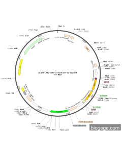 pCDH-CMV-anti-CD4(rat)-EF1a-copGFP