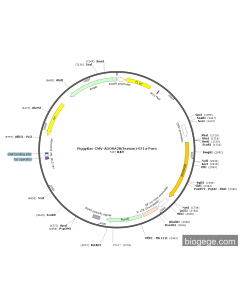 PiggyBac-CMV-ADORA2B(human)-EF1a-Puro
