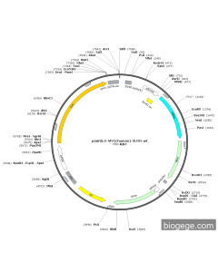 pmirGLO-MYC(human)-3UTR-wt