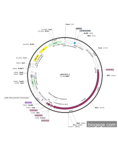 pBUN6I11-AtU6-ALKBH10B-sgRNA1-35S-Cas9